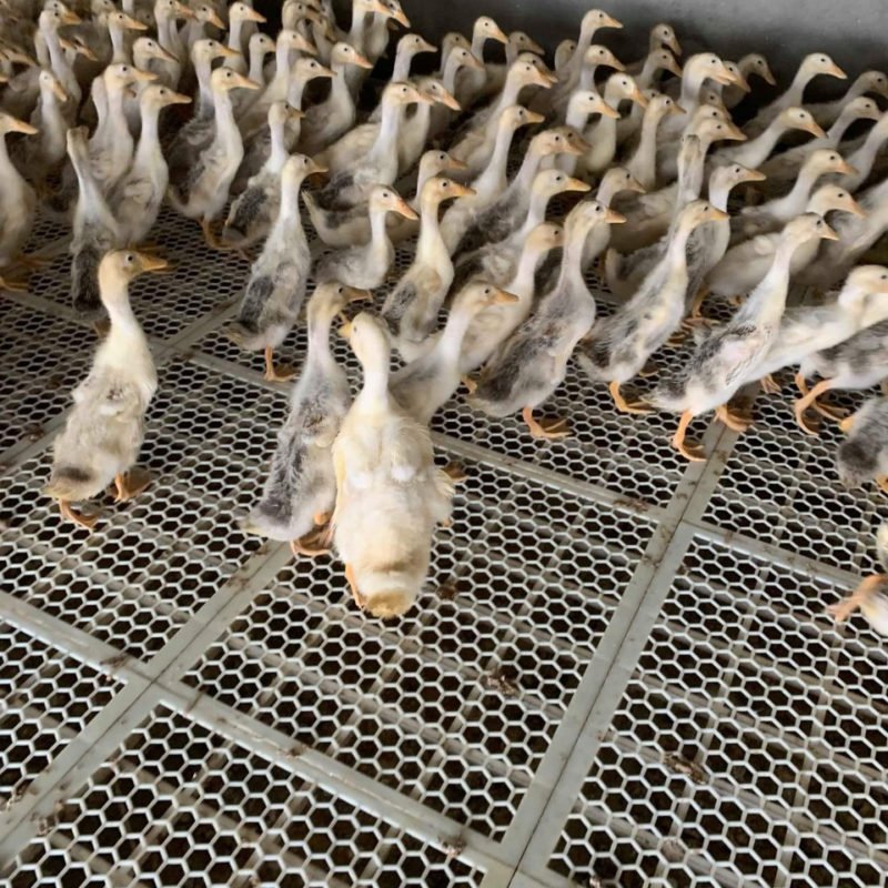 Công Ty TNHH Giống Gia Cầm An Phát