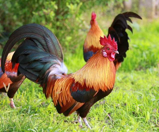 Công Ty TNHH Giống Gia Cầm An Phát