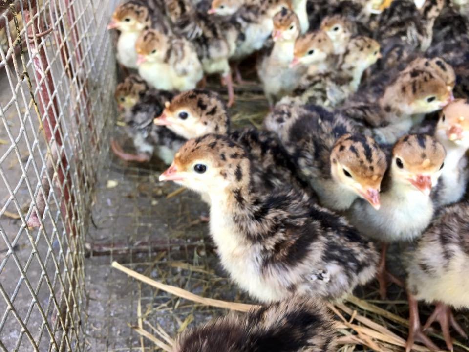 Công Ty TNHH Giống Gia Cầm An Phát