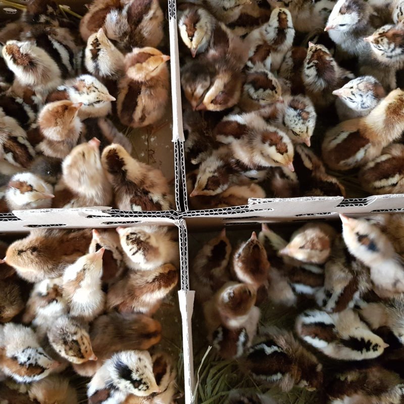 Công Ty TNHH Giống Gia Cầm An Phát