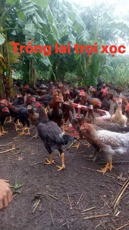 Công Ty TNHH Giống Gia Cầm An Phát