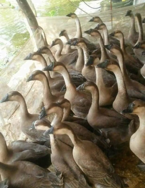 Công Ty TNHH Giống Gia Cầm An Phát