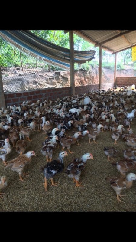 Công Ty TNHH Giống Gia Cầm An Phát