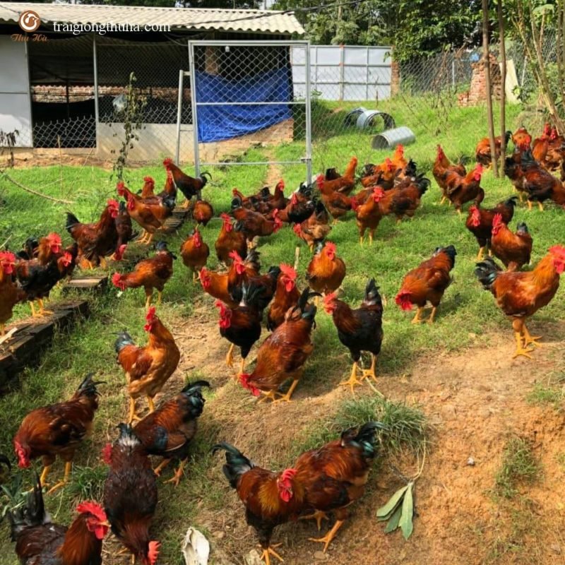 Công Ty TNHH Giống Gia Cầm An Phát