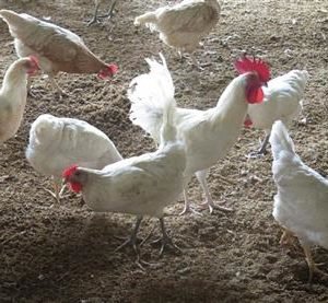 Gà Ai Cập Trắng