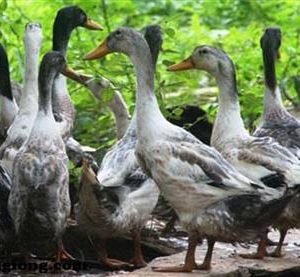 VỊT CỎ VÂN ĐÌNH