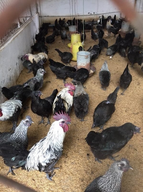 Công Ty TNHH Giống Gia Cầm An Phát