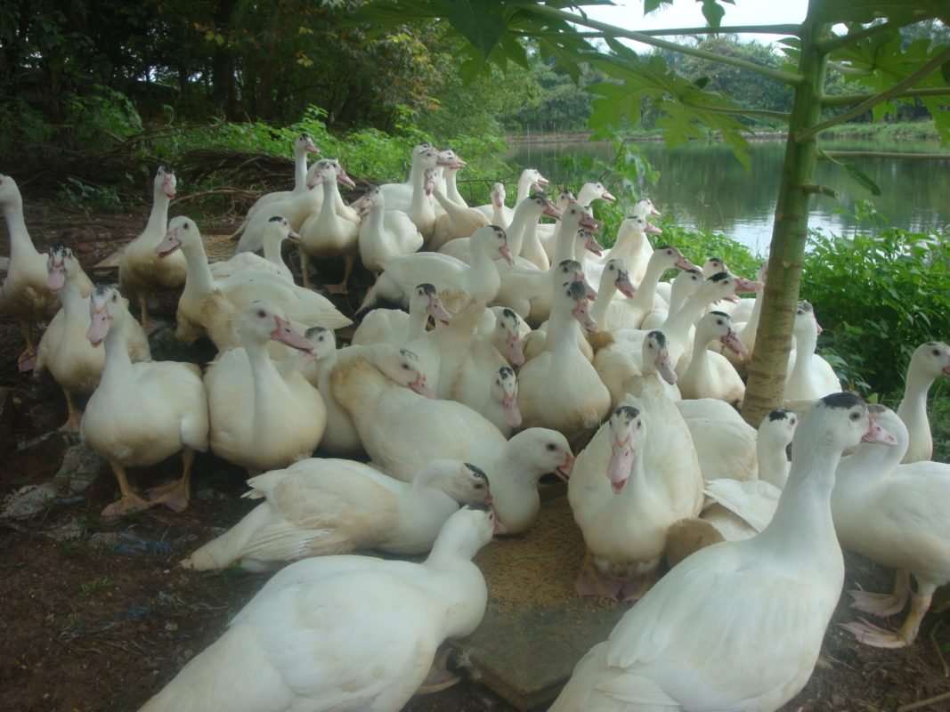 Công Ty TNHH Giống Gia Cầm An Phát