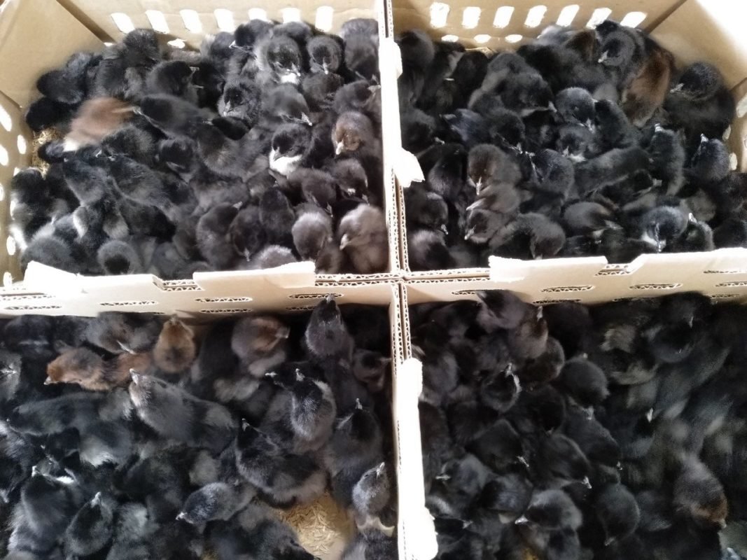 Công Ty TNHH Giống Gia Cầm An Phát