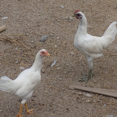 Công Ty TNHH Giống Gia Cầm An Phát