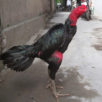 Công Ty TNHH Giống Gia Cầm An Phát