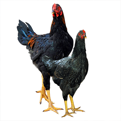 Công Ty TNHH Giống Gia Cầm An Phát