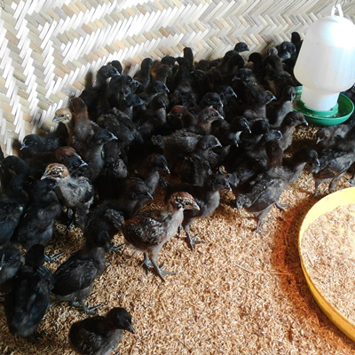 Công Ty TNHH Giống Gia Cầm An Phát