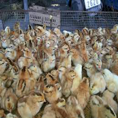 Công Ty TNHH Giống Gia Cầm An Phát