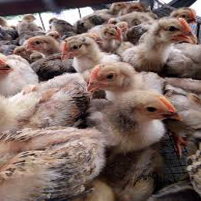 Công Ty TNHH Giống Gia Cầm An Phát