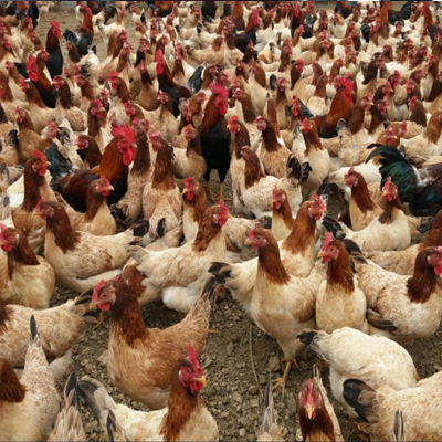 Công Ty TNHH Giống Gia Cầm An Phát