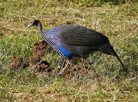 Công Ty TNHH Giống Gia Cầm An Phát