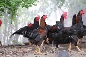 Công Ty TNHH Giống Gia Cầm An Phát