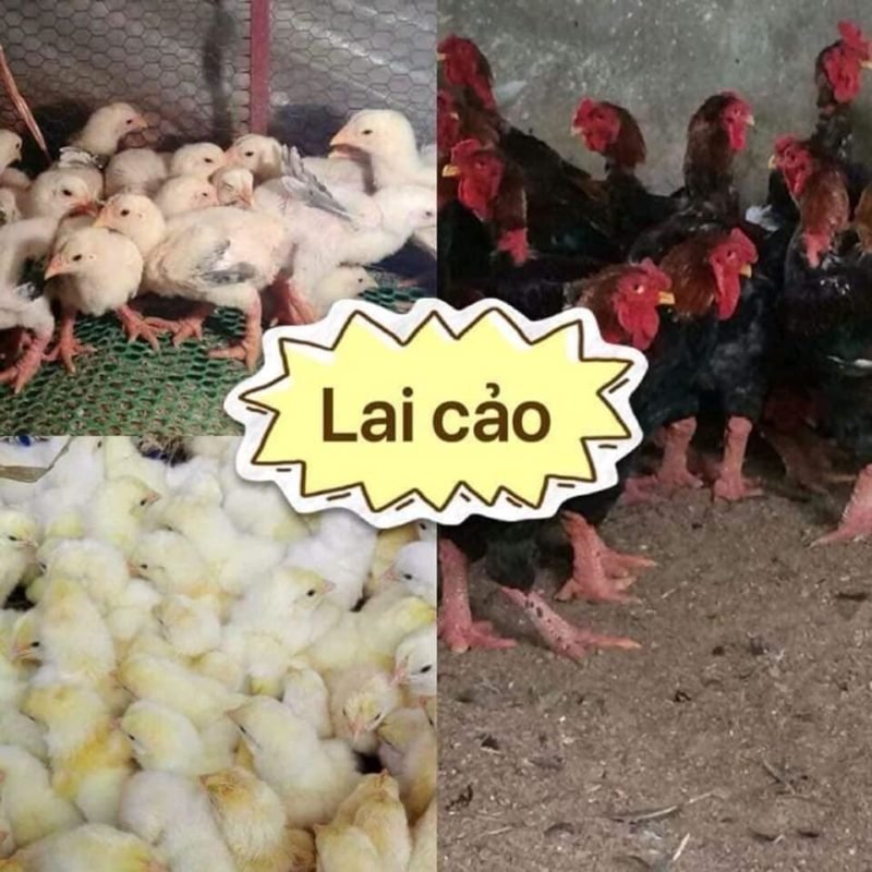 Công Ty TNHH Giống Gia Cầm An Phát