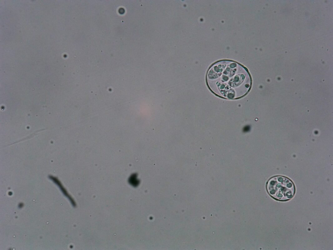 Công Ty TNHH Giống Gia Cầm An Phát